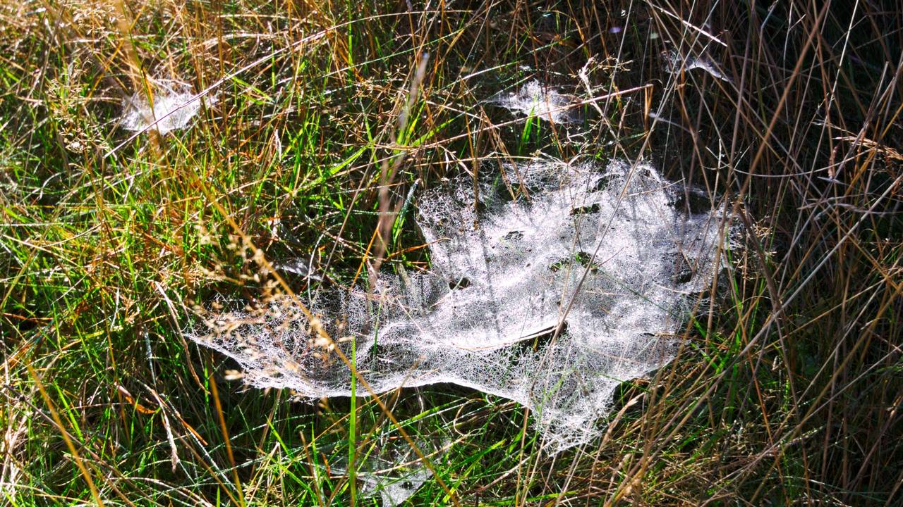 Betautes Spinnennetz im Lichterglanz