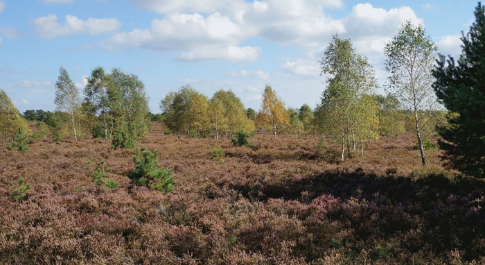 Heide bei Schneverdingen
