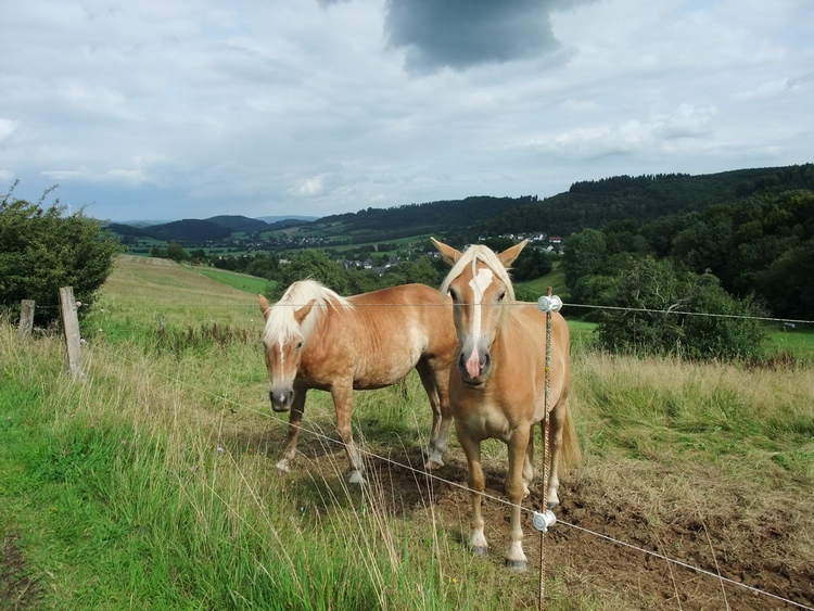 Zutrauliche Zuschauer