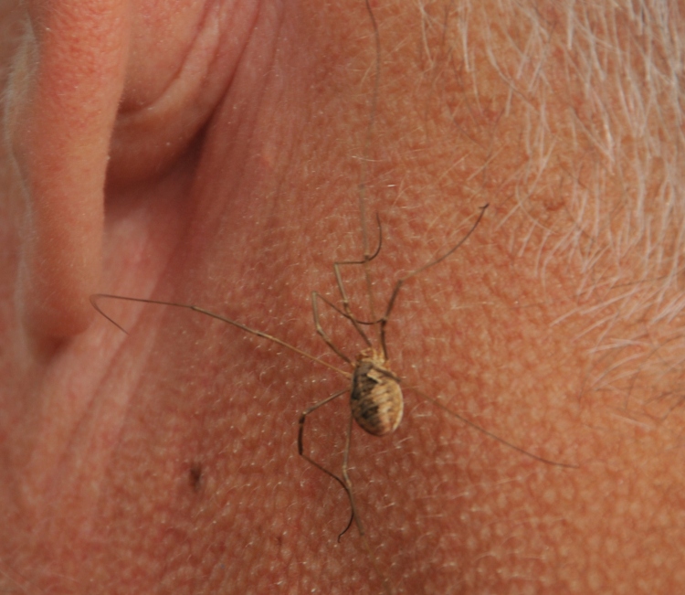 Spinne hautnah