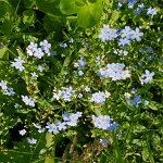 [de]Vergißmeinnicht[en]Forget-me-not
