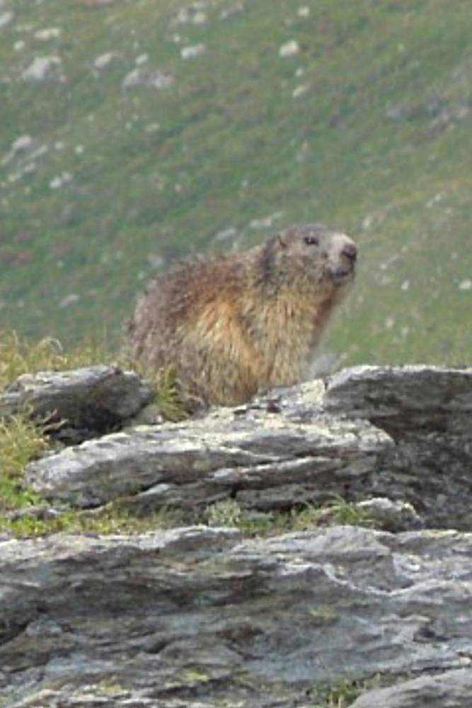 Aus der Ferne grüßt ein Alpenbewohner