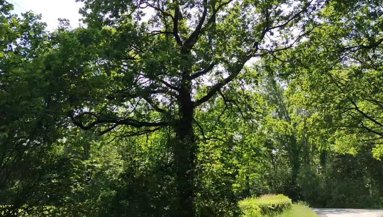 Versteck für Singvögel