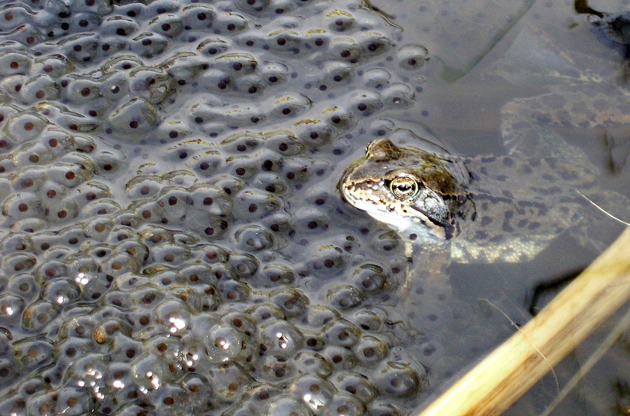 Der Froschlaich wird von der Froschmutter hin und wieder noch beobachtet, aber wenn die Kaulquappen schlüpfen, sind sie als beliebte Delikatesse anderen Seebewohnern hilflos ausgeliefert. Foto: Geri-oc. Creative Commons via wikimedia