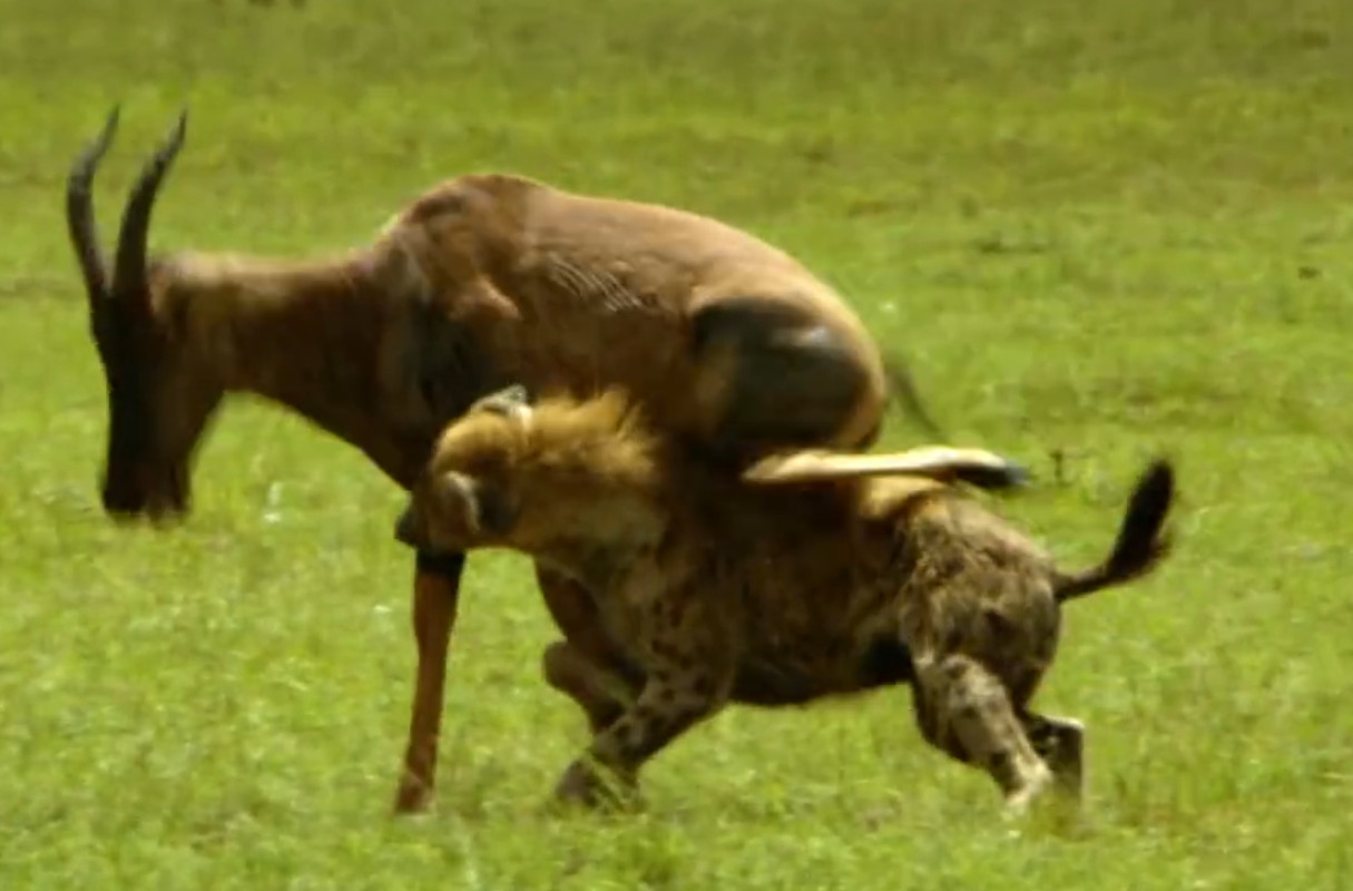 Hyänen sind zwar langsam, aber sehr ausdauernd. Hier ist es einer Hyäne gelungen, sich an einem Gnu festzubeißen, und sie hält eisern die Kiefer zusammen. Wenn die Kräfte des Gnus nachlassen und es strauchelt, kommen die anderen Hyänen des Clans dazu und erledigen den Rest.