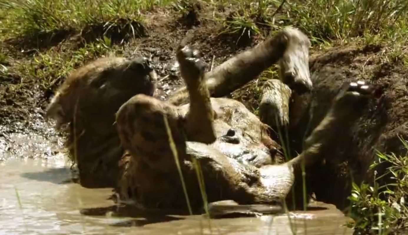 Wenn die Dürremonate zu Ende sind, füllen sich die Wasserlöcher wieder. Ein Hyänenweibchen nimmt ein kühlendes Schlammbad.