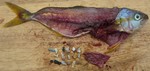 plastik im fisch