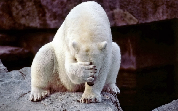 Schämt sich der Eisbär? Nein! Die Geste täuscht. Schämt sich der Eisbaer? Nein, die Geste täuscht.